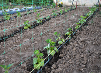Using a wallpaper grid and drip irrigation for growing cucumbers