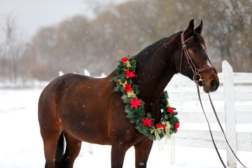 Saddle horse wearing beautiful colorful christmas wreath at advent weekend in the fresh snow