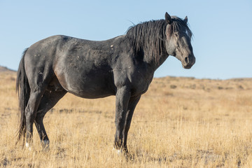 Fototapeta premium Wild Horse in the Utah Desert