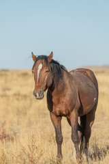 Obraz premium Wild Horse in the Utah Desert