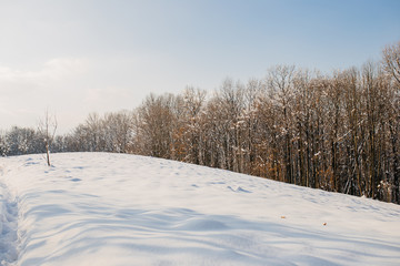 woods in the winter
