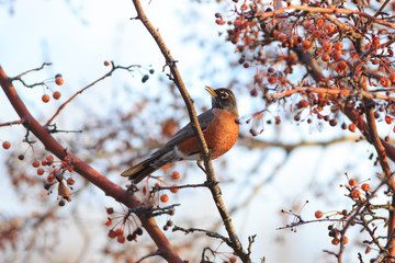 American Robin perches in a tree surrounded by winter berries in St George, Utah