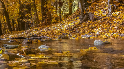 Rocky stream and golden leaves in Salt Lake City
