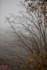 Trees with raindrops in front of autumn mist
