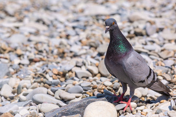 Pigeon Or Gray Bird On Pebble Beach. Dove Close-Up on Stone.