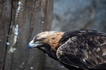 Head Of A Golden Eagle Close-up, Side View. Dangerous Bird Of Prey. Wild Strong Bird.