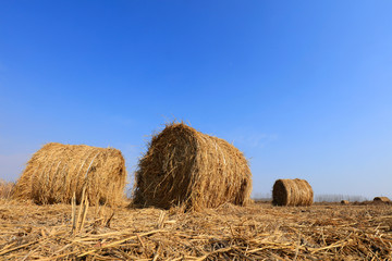 straw roll in the fields