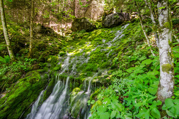 moos mit wasser im wald