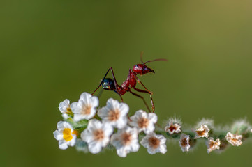 Strong jaws of red ant close-up