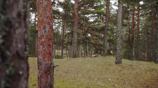 Forest of pine next to the sea coast in Latvia, baltic contry and sea.