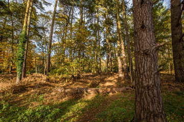 Obraz premium Standing among the one trees in the forest on an autumn day