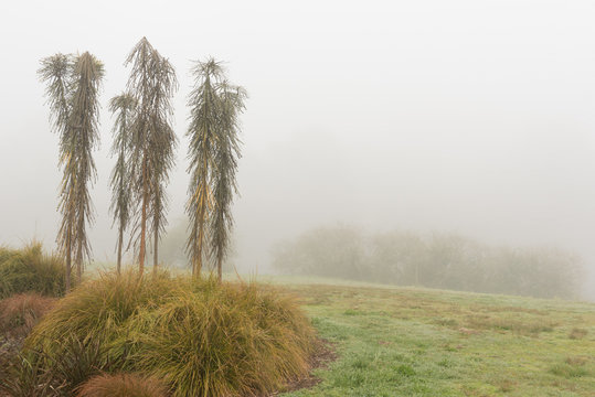 Foggy, spring morning in a rural setting. A group of seven lancewood, or horoeka, saplings on the left and a grass field on the right.