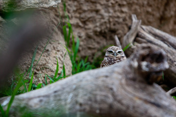 Spotted Owl in captivity in San Diego California