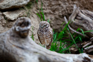 Spotted Own in captivity in San Diego California