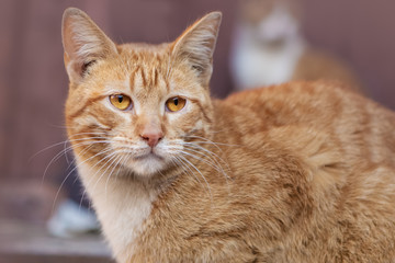 Pretty Ginger Or Red Cat Close-Up. Cute Cat Or A Stray Pet On Street.