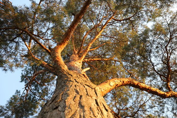 crown of pine against the blue sky