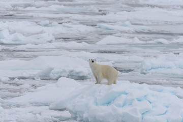 Wild polar bear on pack ice in Arctic sea