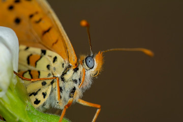 Closeup butterfly on flower