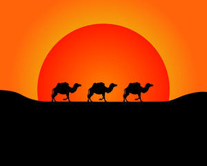 The silhouette of the marching camels in the desert in front of the sunset.