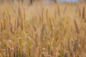Obraz premium Closeup wheat filed