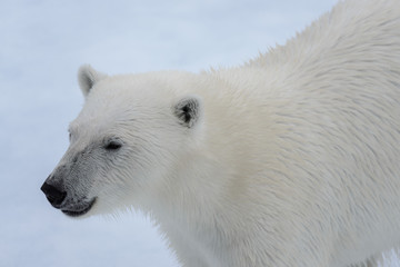 Polar bear's (Ursus maritimus) head close up