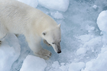 Obraz na płótnie Canvas Wild polar bear on pack ice in Arctic sea from top, aerial view