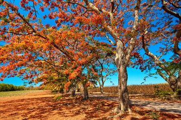 Fototapety na wymiar - Fototapeta24.pl