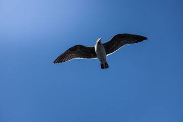 Fototapeta na wymiar Seagull flying in beautiful blue sky