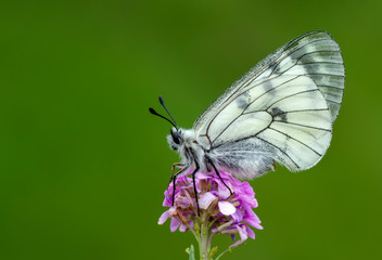 Closeup butterfly on flower
