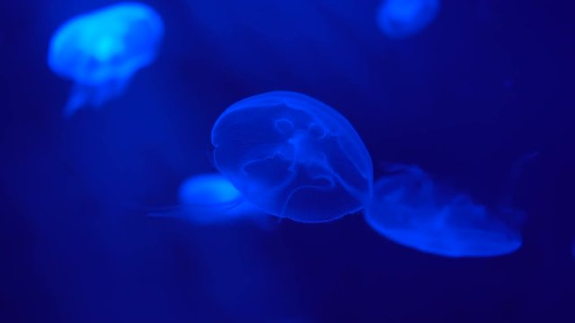 A few Jellyfish Aurelia are swim underwater slowly and rhythmically