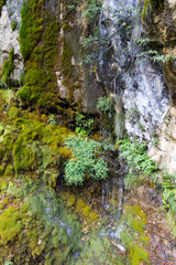 Muschio e cascate