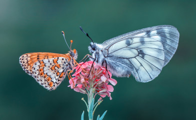 Closeup butterfly on flower