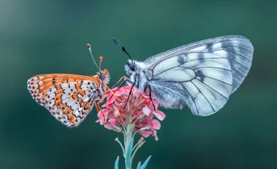 Gardinen Closeup butterfly on flower © blackdiamond67