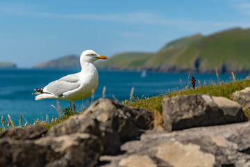 Gull Perched on Irish Coast