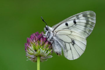 Closeup butterfly on flower