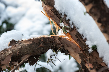Taxus baccata yew tree broken branch under the heavy wet snow weight in the winter close up