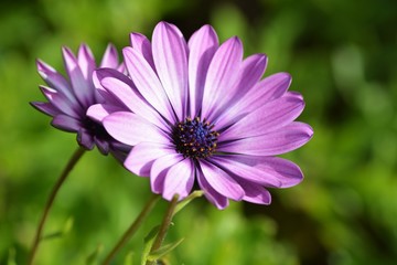 Osteospermum (African daisy)