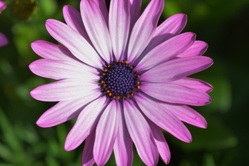 Obraz premium Osteospermum (African daisy)