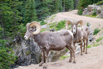 Bighorn sheep