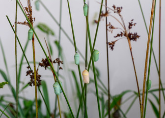 Monarch Butterfly Chrysalis