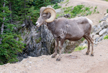 Bighorn sheep