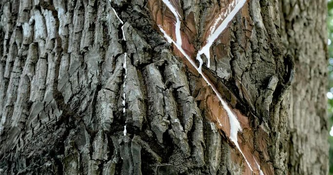 Gum flows down grooves, chicle tree