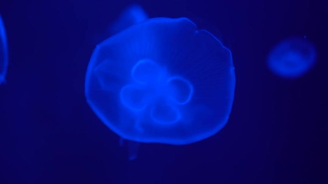 Transparent glowing Moon Jellyfish floating in dark blue water, close up