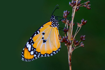 Closeup butterfly on flower