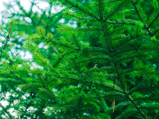 Green fir tree winter christmas background