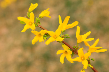 Forsythia flower in a garden