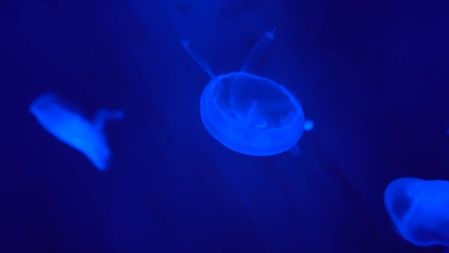 Fluorescent jellyfish in underwater world, glowing medusa floating around in the water