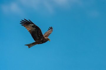    Yellow-billed Kite, Milvus aegyptius, african bird of prey 