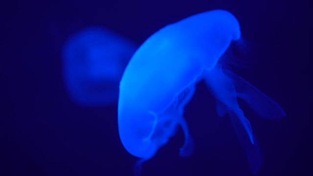 Fluorescent jellyfish with wide tentacles swims slow, close-up 