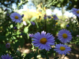 Obraz premium Purple flowers.